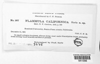 Pholiota californica image